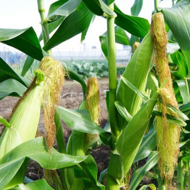 吉田さんちの喜晴れスィートコーン(ゴールドラッシュ又はサニーショコラ)80サイズ 10~14本詰めクール便発送