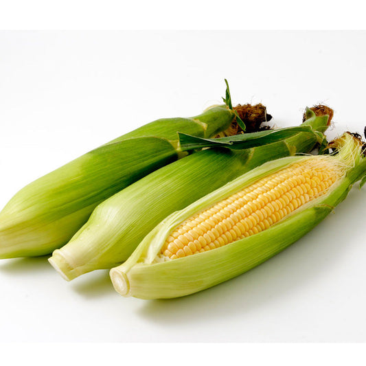 吉田さんちのスィートコーン（サニーショコラ）60サイズ 4～6本詰めクール便発送